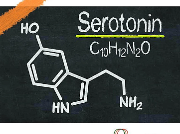 Серотонин формула структурная. Структурная формула серотонина. Серотонин формула химическая. Серотонин химическая структура.
